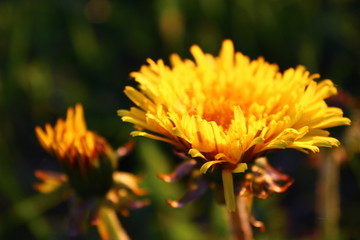 yellow flower