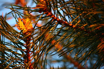 autumn leaves against blue sky