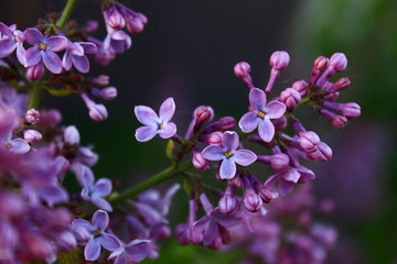 pink flowers in the garden