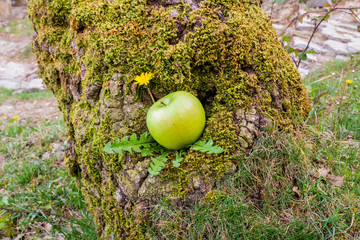 green apple in full nature, with a rustic background