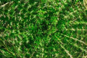 The plant is a bright green shade growing very close to the ground. Each leaf of the plant is covered with sharp eyes.