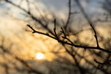 Rosehip bush and branches of the tree silhouette during sunrise or sunset. Slovakia	