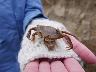 Krabbe auf Hand