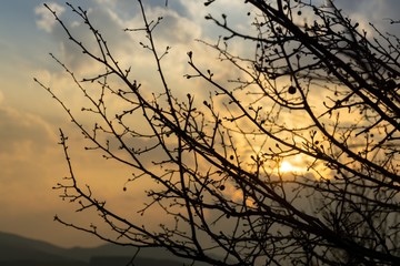Rosehip bush and branches of the tree silhouette during sunrise or sunset. Slovakia	