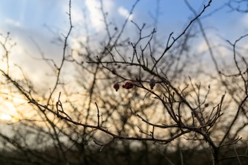 Rosehip bush and branches of the tree silhouette during sunrise or sunset. Slovakia	