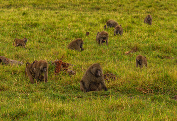 Olive baboons, anubis baboons, Papio anubis, troop feeding in green grassland Ol Pejeta Conservancy, Kenya, East Africa