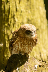 New Zealand owl