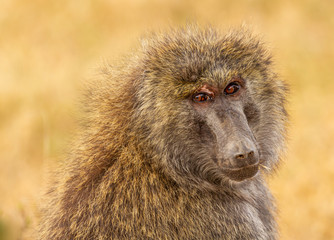 Olive baboon, anubis baboon, Papio anubis, close-up side view face blurred yellow background Ol Pejeta Conservancy, Kenya, East Africa