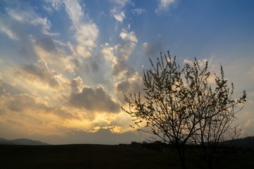 Tree silhouette in on meadow during sunrise or sunset. Slovakia