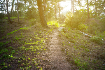 closeup touristic way through the forest at the sunset, peaceful nature background