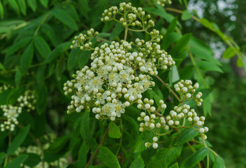 Branches in the still not blossoming flowers of mountain ash.