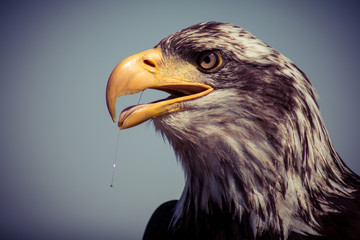 Greifvogel Kopf