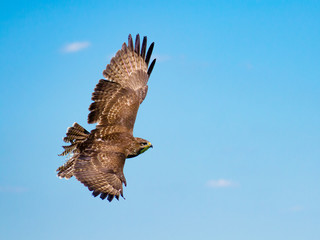 Greifvogel im Flug