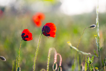 beautiful red poppy in a prairie, wild flowers