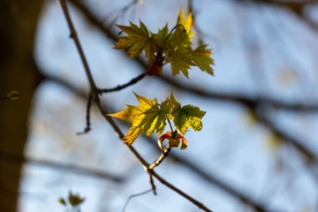 Green young spring leaves on the tree during sunrise or sunset. Slovakia