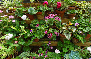 Colourful Plants in pots on staging Geraniums and Pelagoniums.