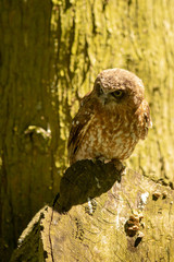 Owl on a branch