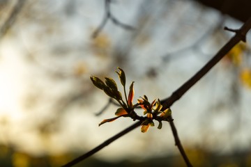 Green young spring leaves on the tree during sunrise or sunset. Slovakia