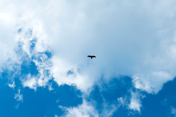 Silhouette Steppe eagle flying under the bright sun and cloudy sky in spring.