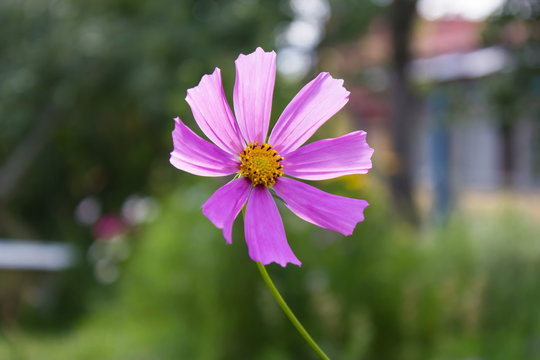 Cosmee flower with purple petals