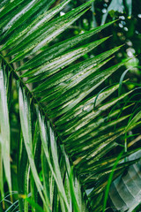 Close-up view of palm leaf in a tropical garden.