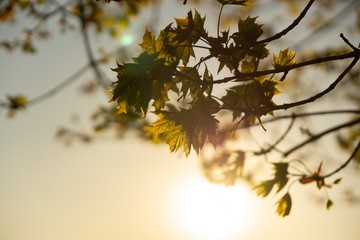 Green young spring leaves on the tree during sunrise or sunset. Slovakia