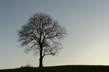 Obraz premium Abandoned walnut tree on meadow. Slovakia 