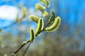 Naklejka premium Blooming willow close up. Image for background, greeting card, greeting, and project or design. soft focus.