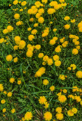 Glade of yellow flowers dandelions among the green grass.