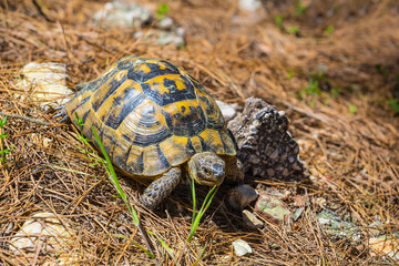 turtle crawling among a stones