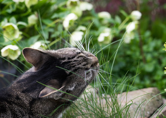 Katze beim grasen