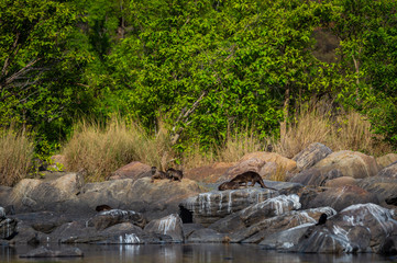 Naklejka na ściany i meble otters of chambal river. A habitat image of Smooth-coated otter (Lutrogale pers) family pups are playing in morning light on rock stones at the bank of chambal river rawatbhata, kota, rajasthan, india