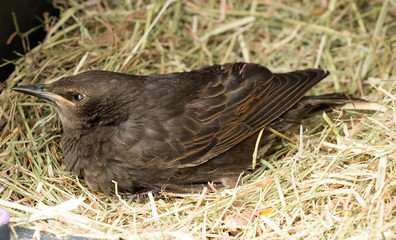 Female blackbird resting on straw