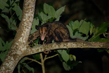 Common Opossum - Didelphis marsupialis also called the southern or black-eared opossum or gamba or manicou, marsupial species living from the northeast of Mexico to Bolivia