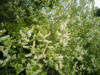 close up of a plant