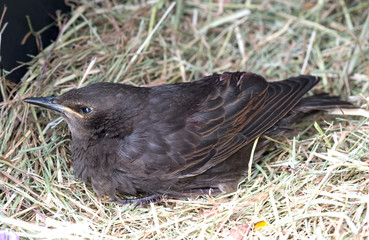 Female blackbird resting on straw