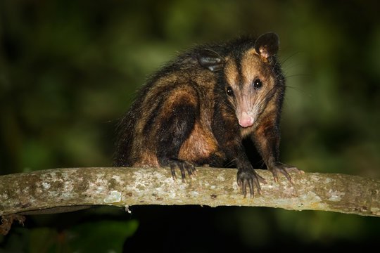 Common Opossum - Didelphis marsupialis also called the southern or black-eared opossum or gamba or manicou, marsupial species living from the northeast of Mexico to Bolivia