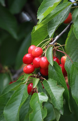 Cherries on tree