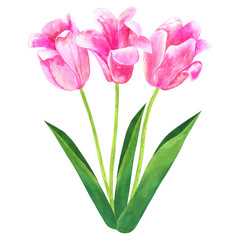 Bouquet of pink tulips. Hand drawn watercolor illustration. Isolated on white background.
