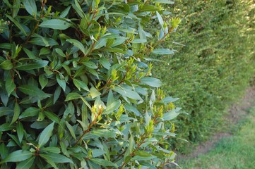 mur d'herbe devant petit chemin