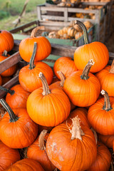 Beautiful bright colored pumpkins. Background from pumpkins. Halloween pumpkin. Festive Halloween concept and decoration. Top view. Autumn colors. Healthy and organic food. Raw, fresh vegetables
