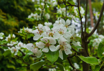 Obraz premium Branches with delicate white pear flowers in spring in the garden.