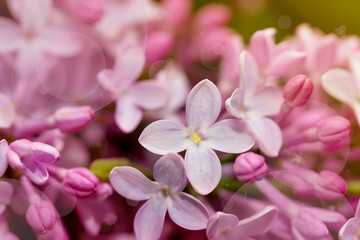 Spring background with blooming lilacs flowers.