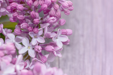 Spring background with blooming lilacs flowers.