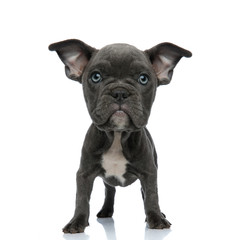 Obraz premium alert big headed american bully puppy standing