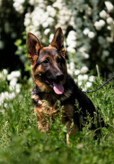 German Shepherd puppy for a walk