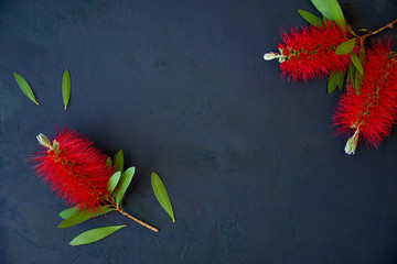 Red callistemon flowers on blue background with room for graphic text or copy.