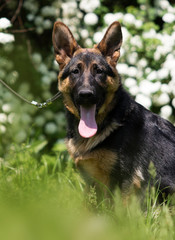 German Shepherd puppy for a walk