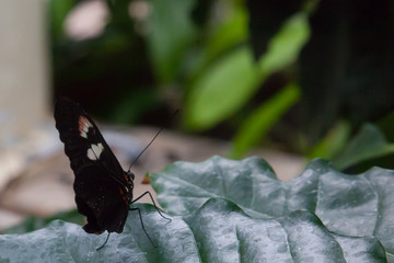 Butterfly with black and white wings
