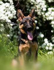 German Shepherd puppy for a walk
